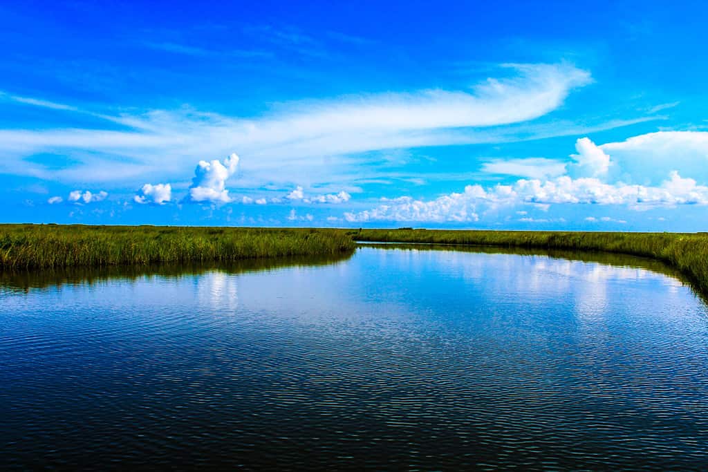 Bellissimo bayou della Louisiana meridionale circondato da paludi