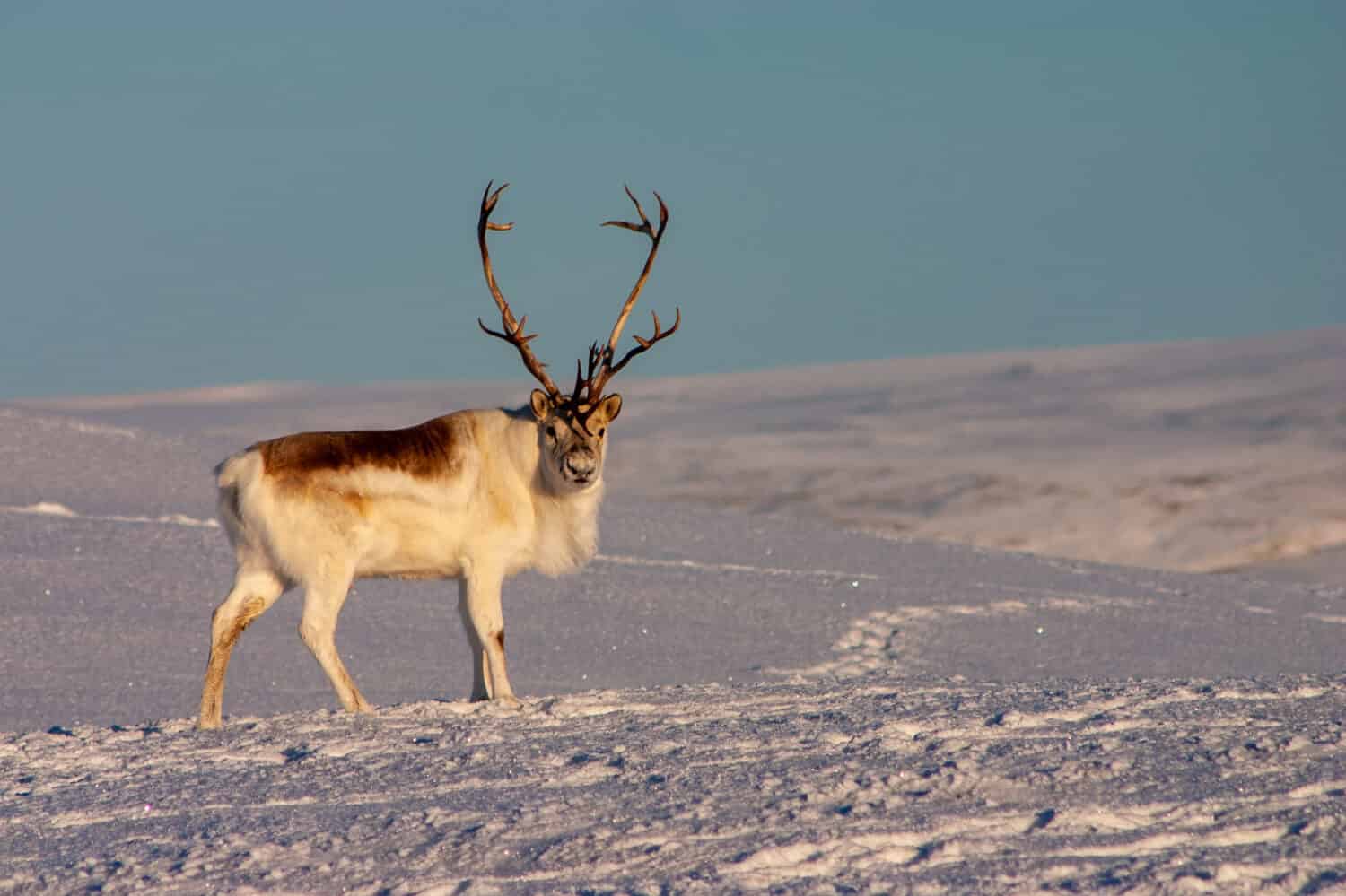 Peary Caribou buck in piedi.