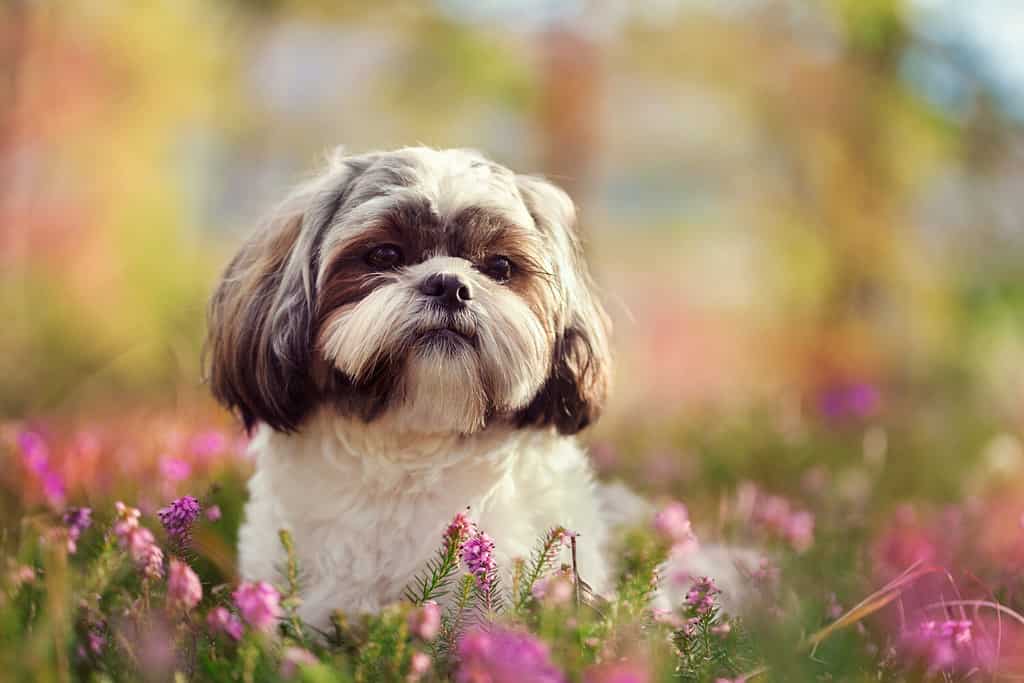 Ritratto di un Shih tzu, girato in natura, colori vivaci, sfondo sfocato