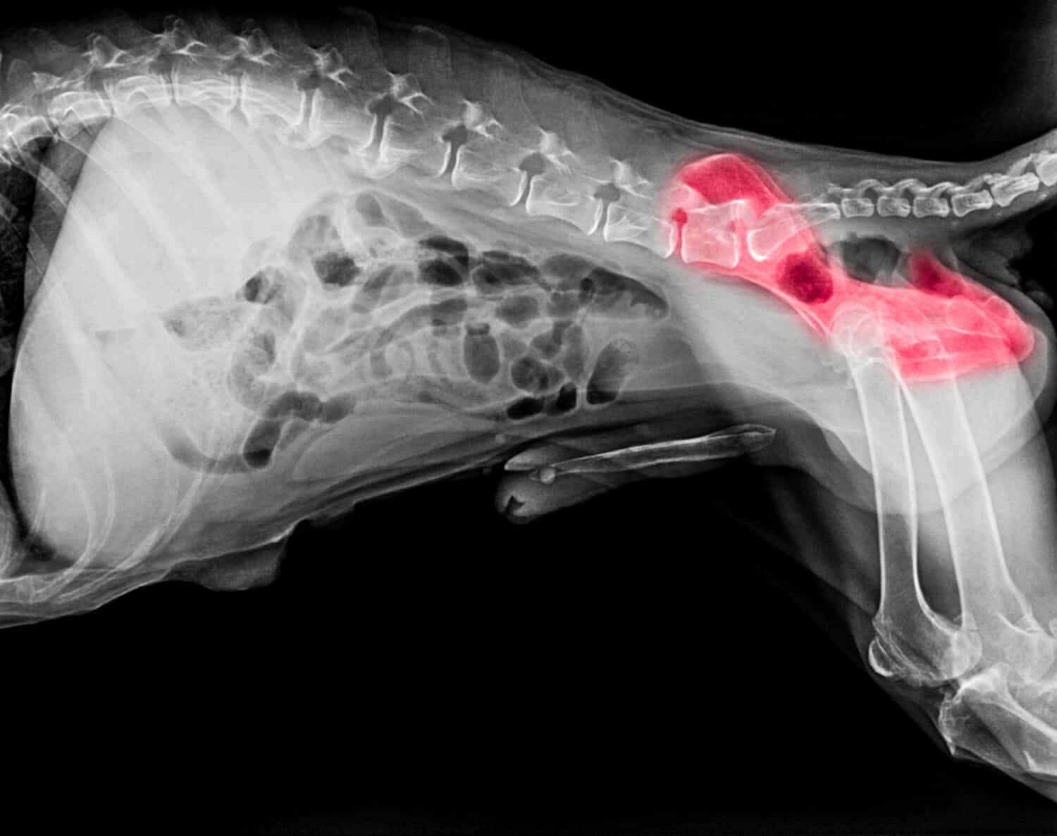 Pellicola a raggi X della vista laterale del cane con evidenziazione rossa nell'area del dolore osseo dell'anca o displasia dell'anca cane- Medicina veterinaria- Concetto di anatomia veterinaria