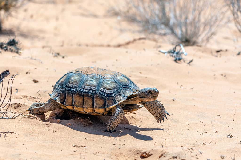 Tartaruga del deserto, Gopherus agassizii, nel deserto sabbioso del Nevada dopo essere emerso dalla sua tana di ibernazione invernale.