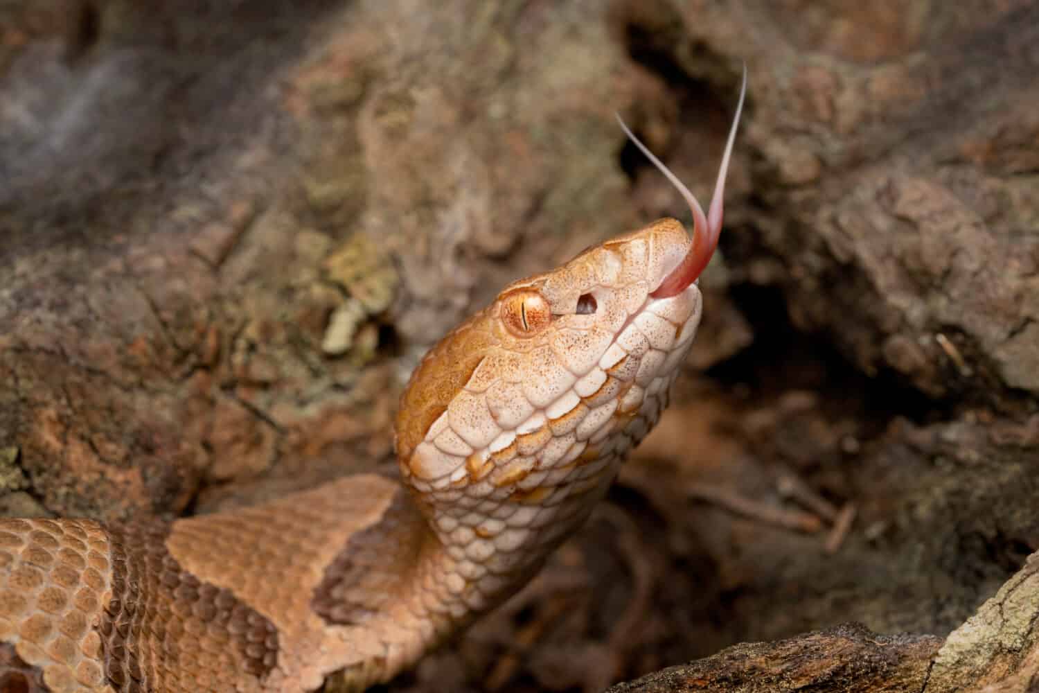Serpente velenoso Copperhead con lingua biforcuta