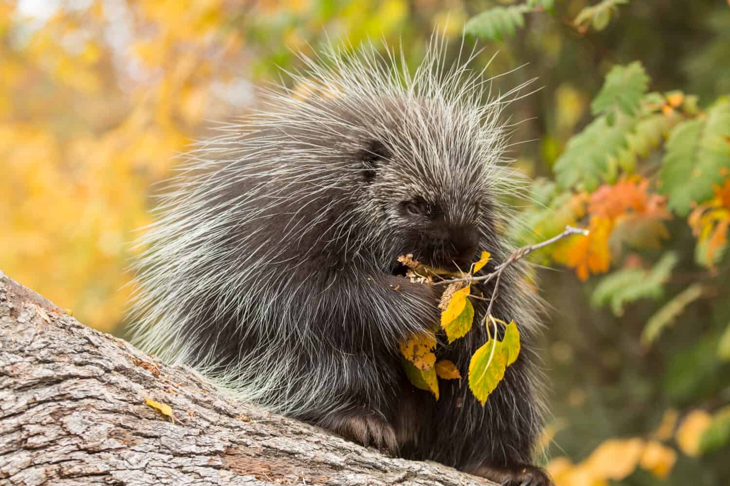 Primo piano di un porcospino nordamericano che si nutre di alberi e fogliame autunnale sullo sfondo