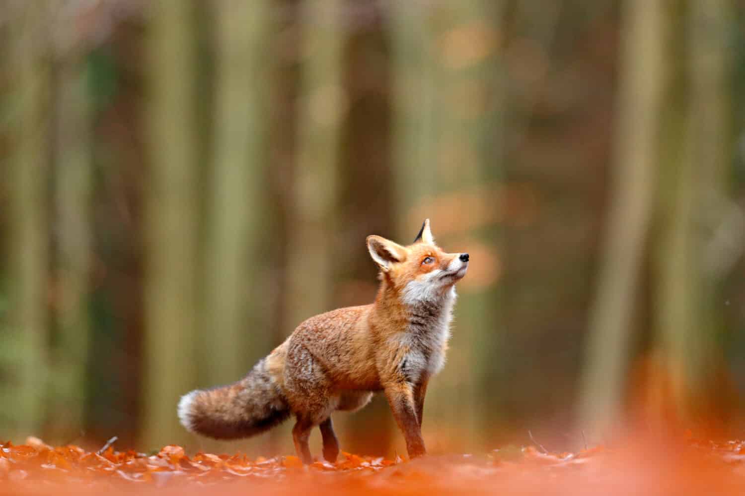 Carino Red Fox, Vulpes vulpes nella foresta di caduta.  Bellissimo animale nell'habitat naturale.  Scena della fauna selvatica dalla natura selvaggia.  Volpe rossa che corre in foglie autunnali arancioni. 
