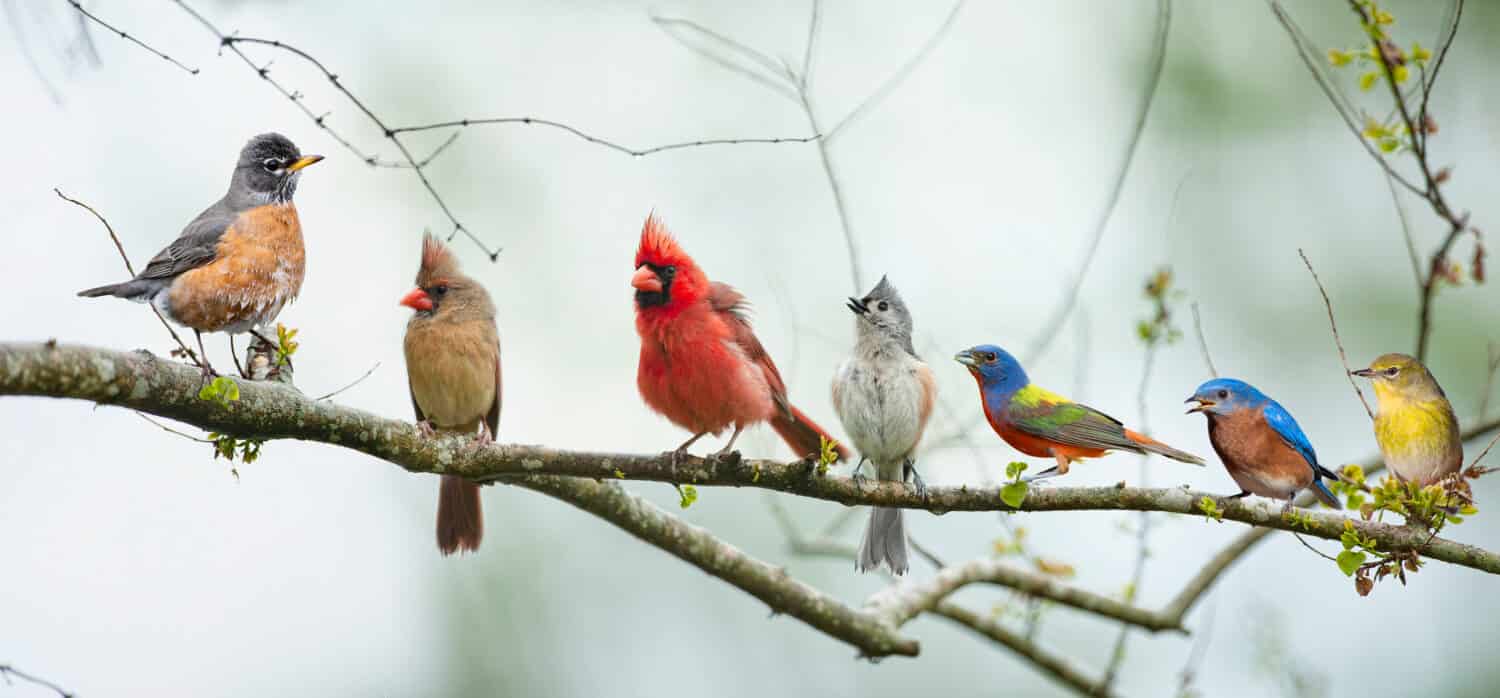 Varietà di uccelli canori colorati appollaiati su un ramo con cieli nuvolosi in background