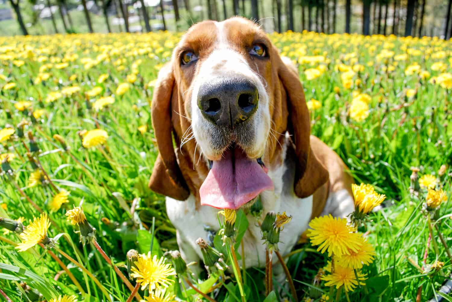 Beautyful adorabile giovane basset hound sorridente con felice seduta in un campo di tarassaco con sfondo sfocato pieno di fiori gialli e foglie verdi e albero, stagione primaverile in europa,.