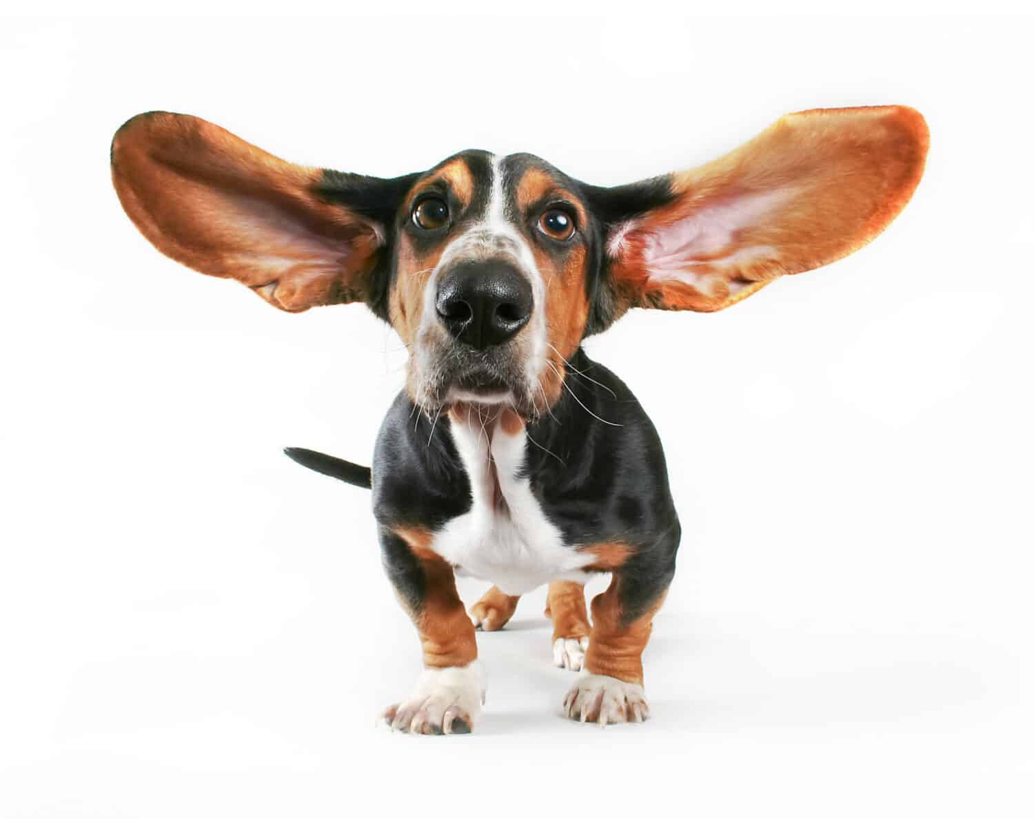 un basset hound con le orecchie che volano via isolato su uno sfondo bianco