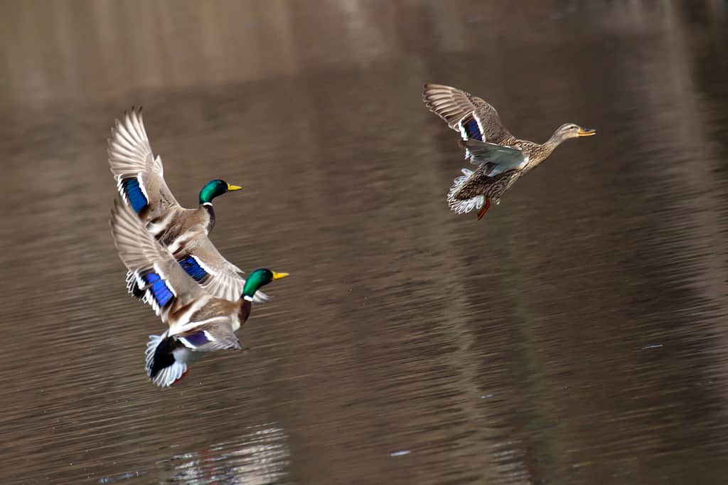 Germani reali Drake volanti durante il volo di corteggiamento.  Le anatre volano sull'acqua.