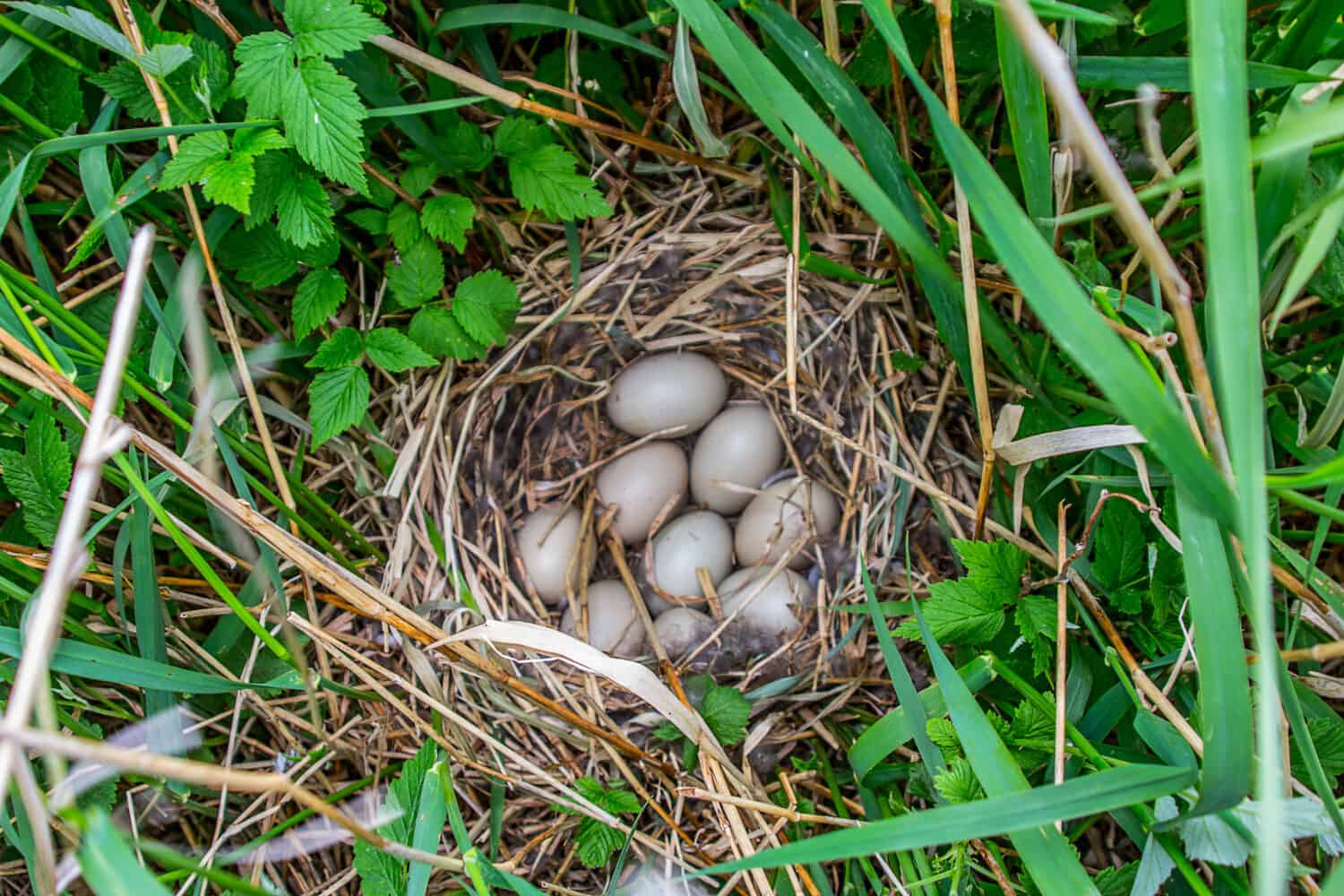 Guida ai nidi di uccelli.  La moretta (Aythya fuligula) nidifica sulle isole della parte orientale del Mar Baltico.  Piante vicine - cereali e lamponi.  Inizio dell'incubazione della nidiata, un po' di piumino nel nido