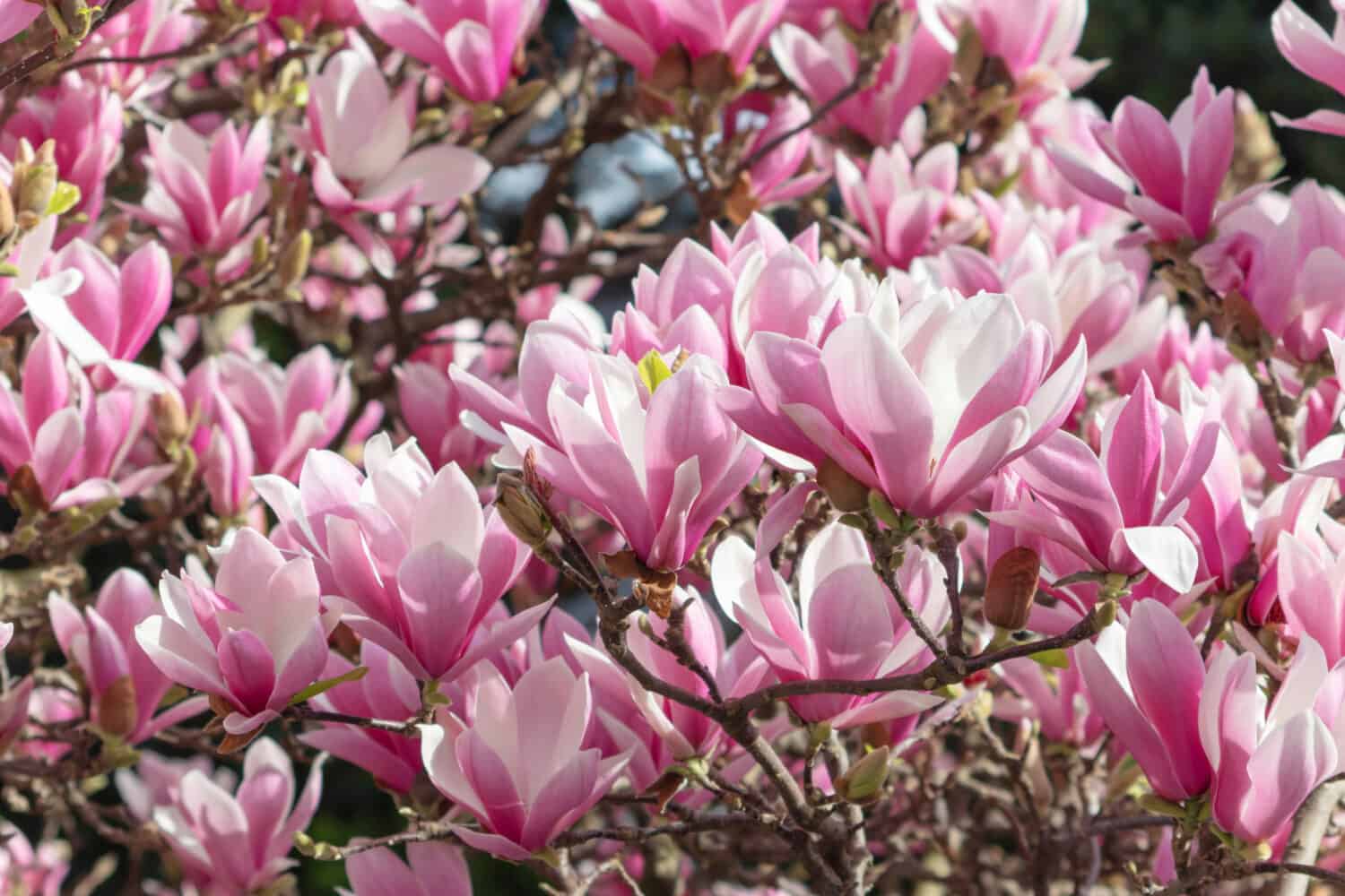 Fiori rosa magnolia liliiflora.  Albero legnoso-orchidea in piena fioritura.