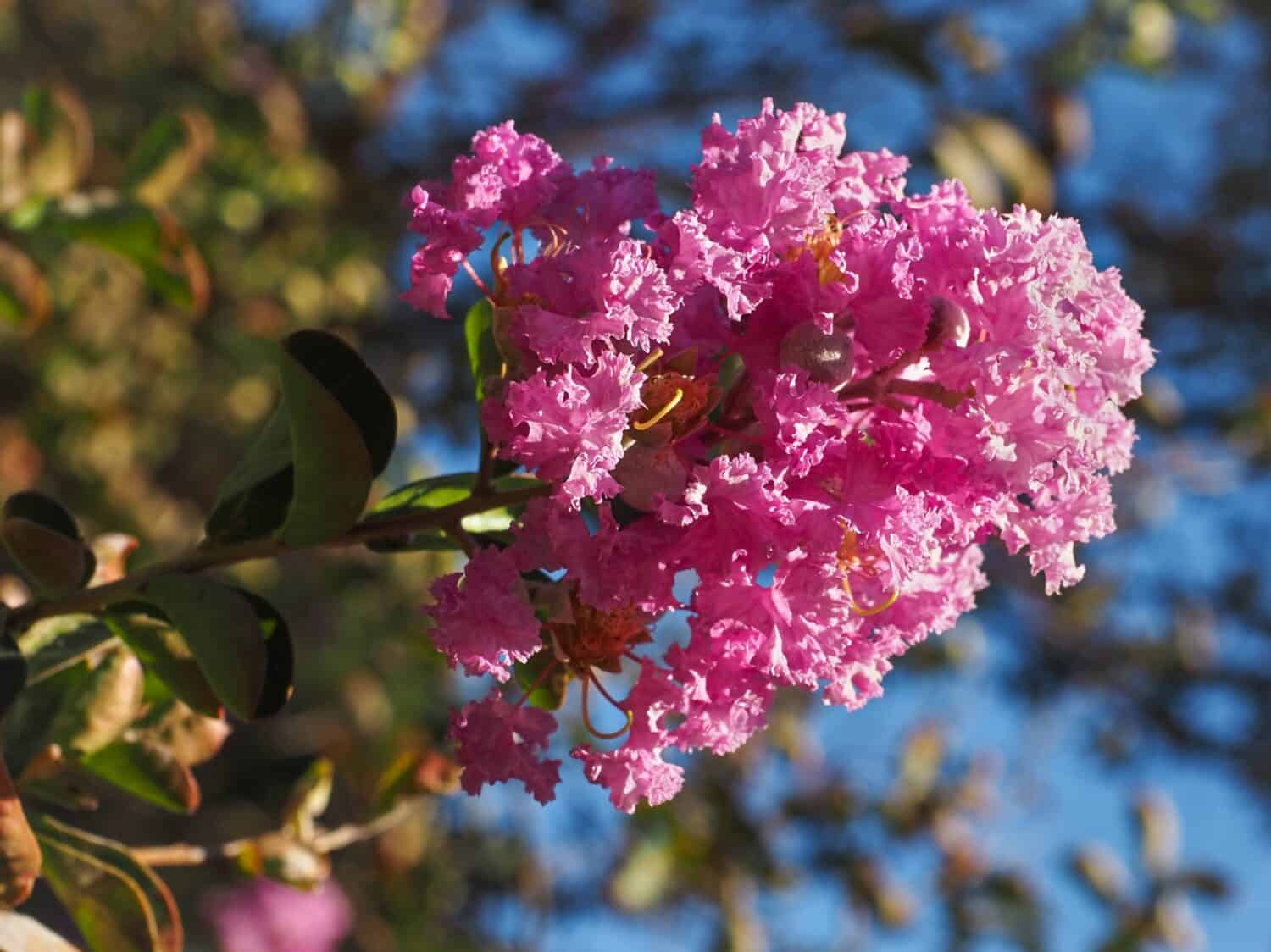 Fiore crespo o mirto crespo, fiore rosa, primo piano.  Lagerstroemia indica è un albero a foglie decidue, popolare pianta da fiore della famiglia delle Lythraceae.