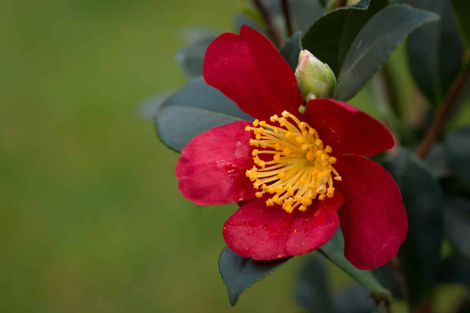 camelia sasanqua pianta da giardino rossa yuletide