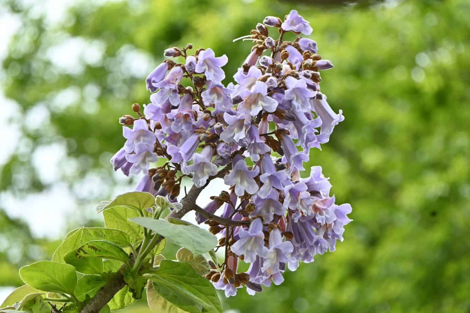 Fiori dell'albero di Paulownia ( Paulownia tomentosa ).  Paulowniaceae albero deciduo originario della Cina.  Fiori viola chiaro a forma di campana sbocciano da aprile a maggio.