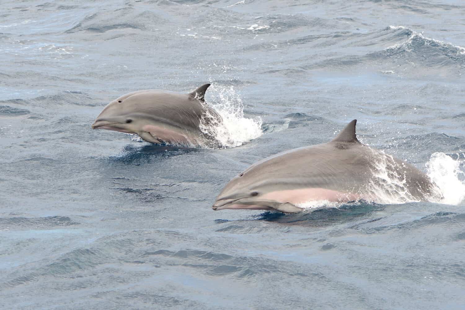 Primo piano di due delfini di Fraser che saltano fuori dall'acqua