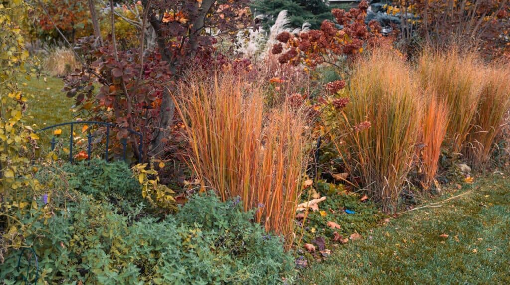 Erbe originarie del vento del nord di quattro stagioni, panicum virgatum.  fornisce uno schermo verticale per la privacy e un interesse architettonico in questo giardino residenziale della prateria.  Parole chiave lingua: inglese