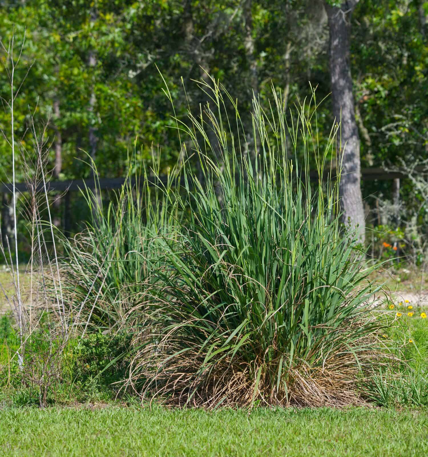 Gamagrass orientale, Fakahatchee Grass - Tripsacum dactyloides - grandi ciuffi forniscono copertura per piccoli mammiferi, uccelli e rettili.  I cervi mangiano i semi.  Steli di semi alti visibili.  Ocala, Florida