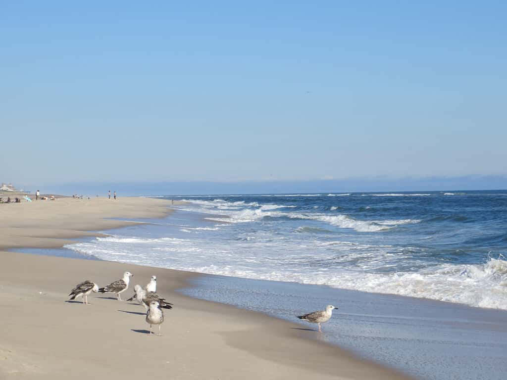 Uno stormo di gabbiani sulla spiaggia di Cooper's Beach a Southampton, Long Island, New York.