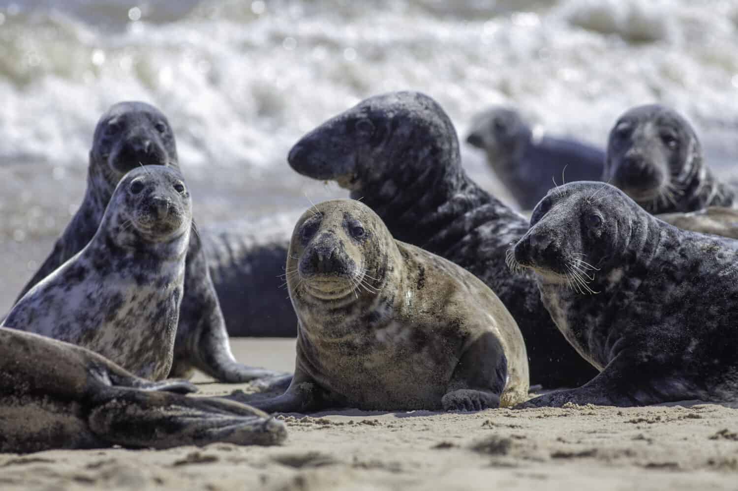 Colonia di foche grigie selvatiche sulla spiaggia di Horsey UK.  Bellissimo gruppo di animali acquatici con foche grigie di varie forme e dimensioni.  Fuoco selettivo sui sigilli in primo piano.