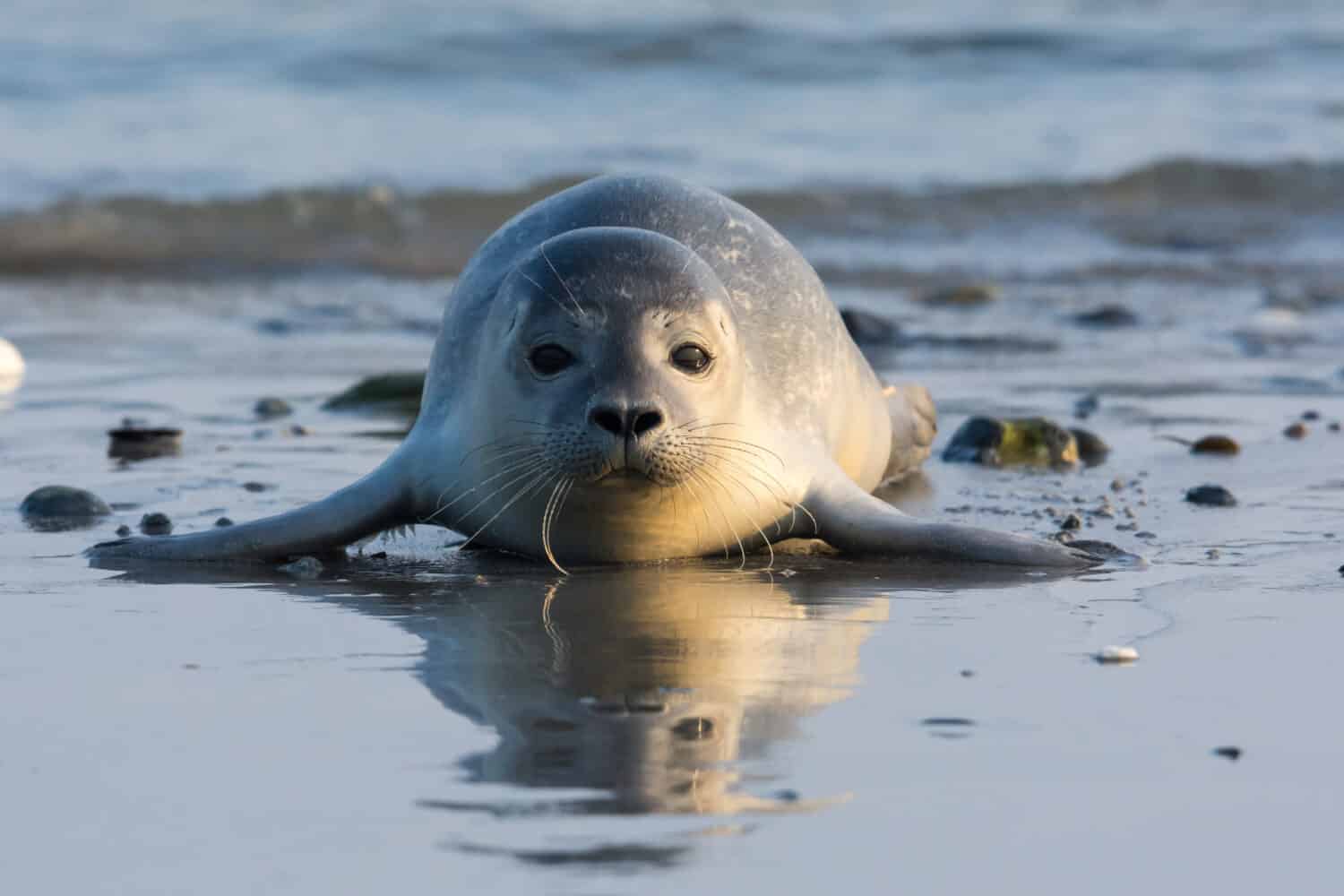 Foca comune conosciuta anche come foca del porto, foca per capelli o foca macchiata (Phoca vitulina) cucciolo sdraiato sulla spiaggia.  Helgoland, Germania