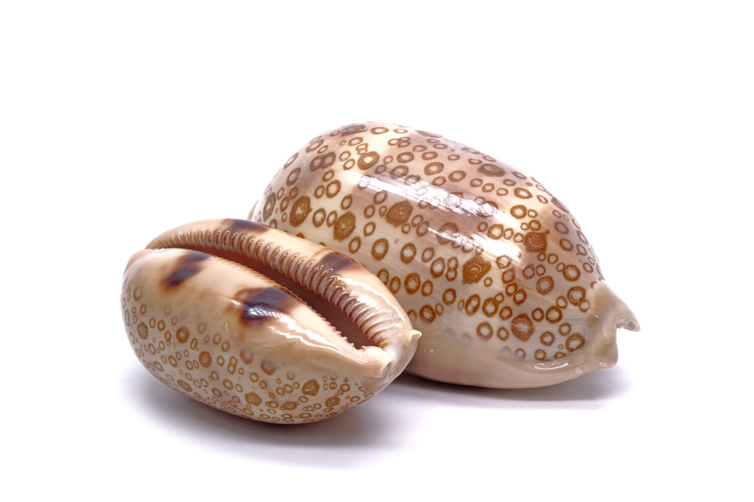 Conchiglia di mare / conchiglie di ciprea: ciprea dagli occhi (Cryprae argus), isolata su sfondo bianco
