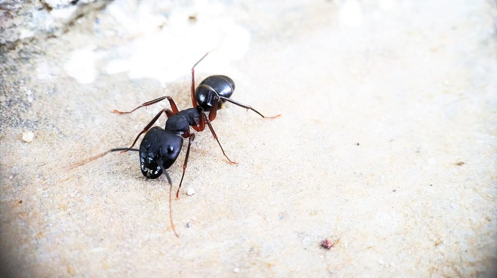 Una vista frontale della formica del falegname nero che si muove intorno alla fotografia macro isolata - lato sinistro della foto