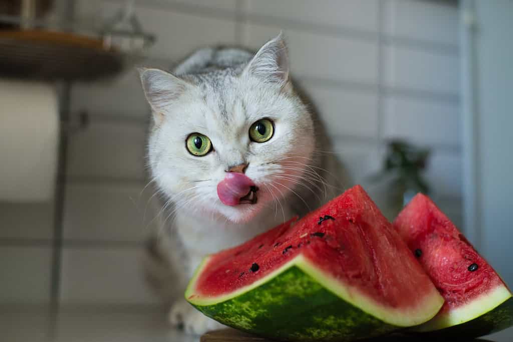 il gattino divertente mangia l'anguria, mostra la lingua, il gatto si lecca le labbra il giorno dell'anguria