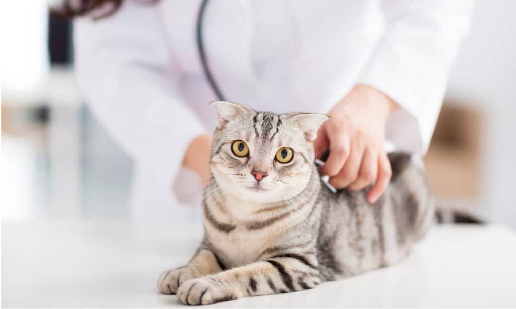 Veterinario che ascolta il cuore di un gatto con uno stetoscopio.