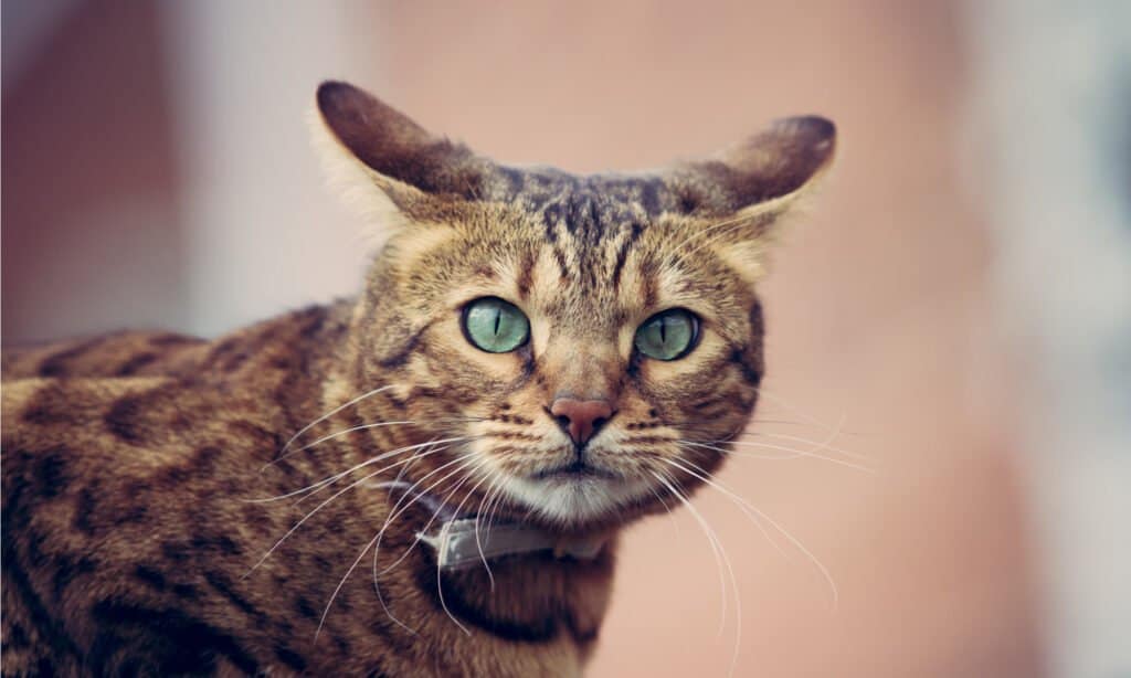 Un gatto soriano con le orecchie piatte e un alto livello di vigilanza.