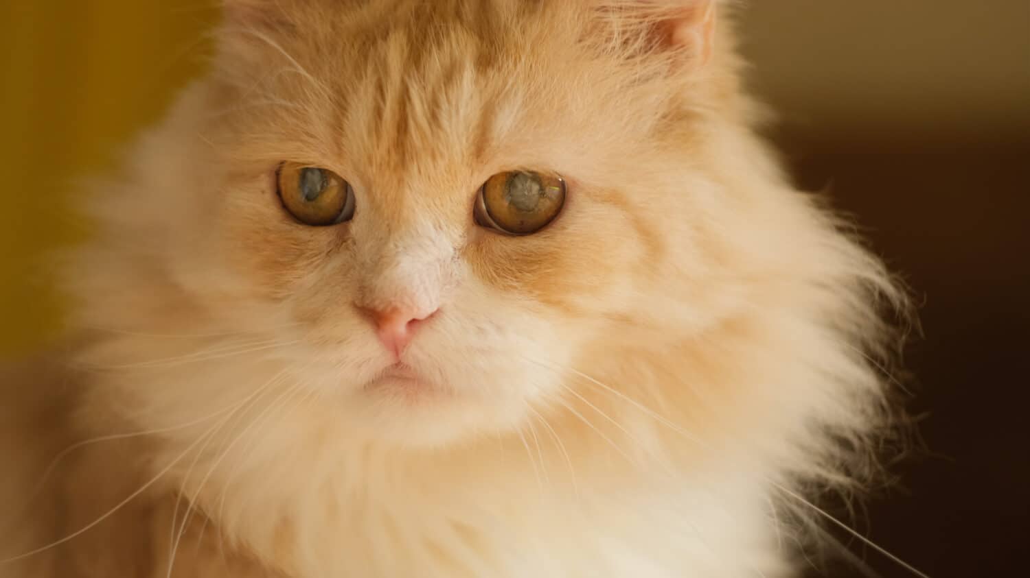 Malattia dell'occhio di gatto, concetto di cataratta.  Il gatto siberiano domestico a pelo lungo rosso ha la cataratta.