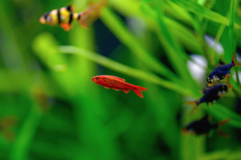 Il pesce Barbus ciliegia nuota in un acquario. (Puntius titteya, Barbus Titteya)