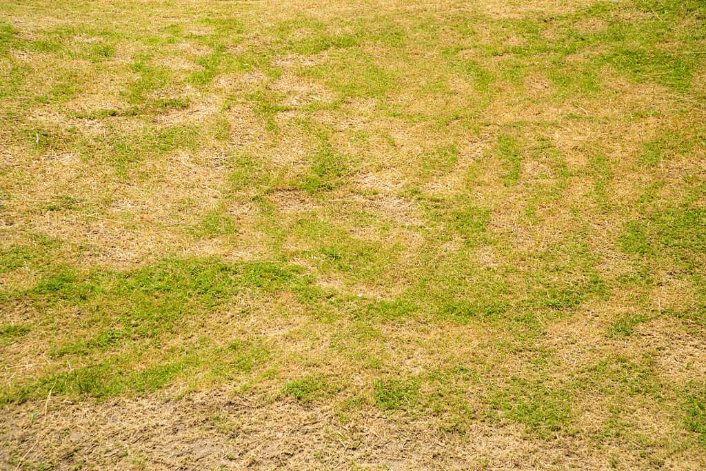 Erba morta sullo sfondo della natura.  una patch è causata dalla distruzione del fungo.  Rhizoctonia Solani foglia d'erba cambia da verde a marrone morto in un cerchio prato texture sfondo erba secca morta.
