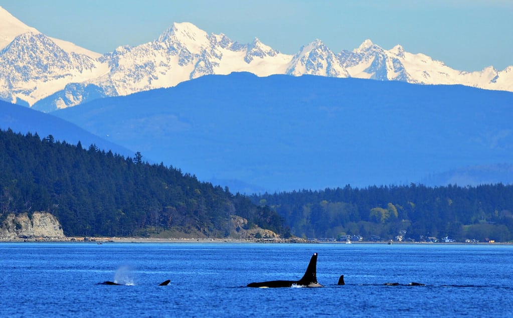 Puget Sound delle balene