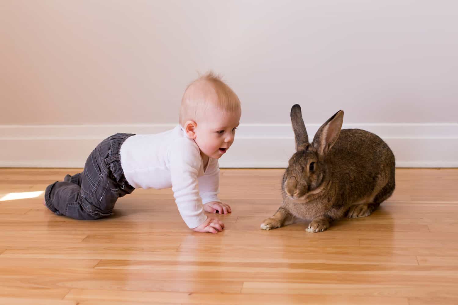 Foto orizzontale di un adorabile bambino in abiti casual che striscia verso un simpatico coniglio gigante fiammingo marrone con espressione diffidente