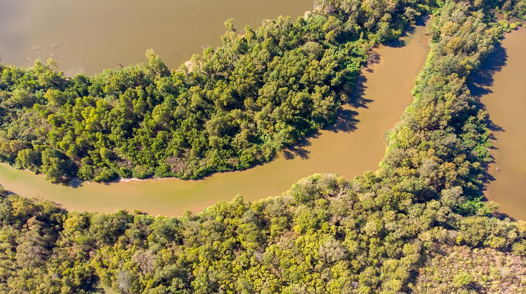 Foresta vista dall'alto drone red river louisiana