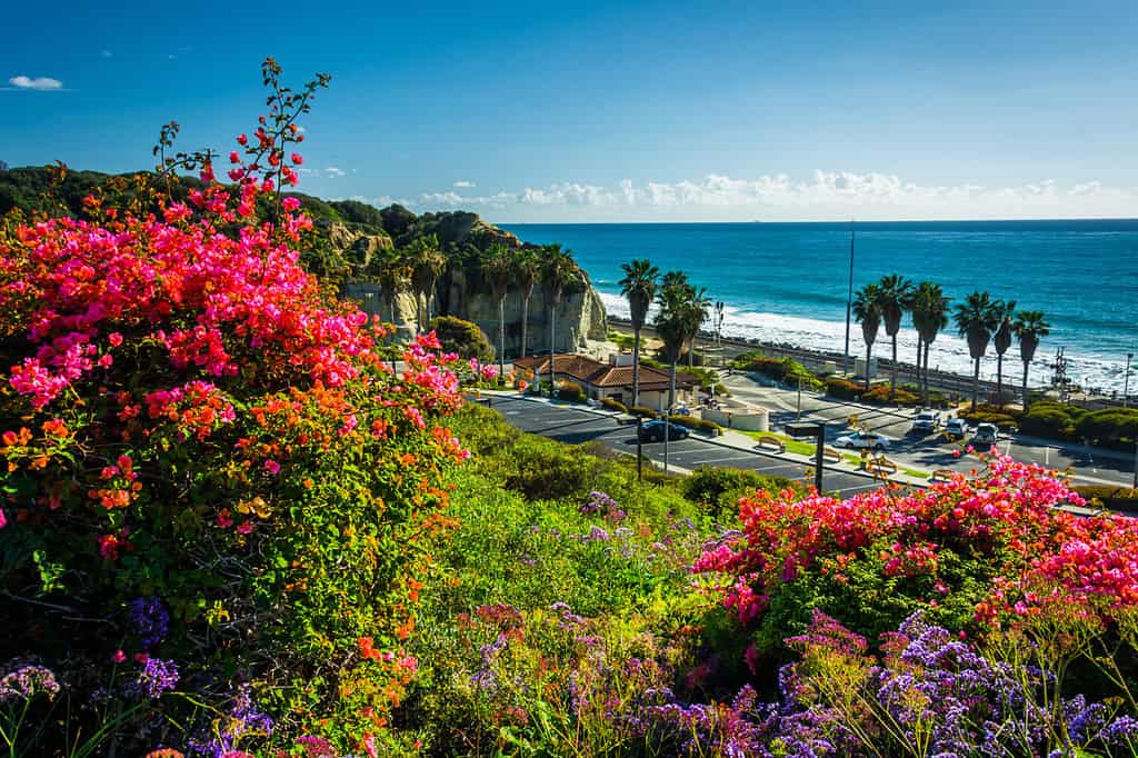 Fiori colorati e vista di San Clemente State Beach da Calafia Park, a San Clemente, California.