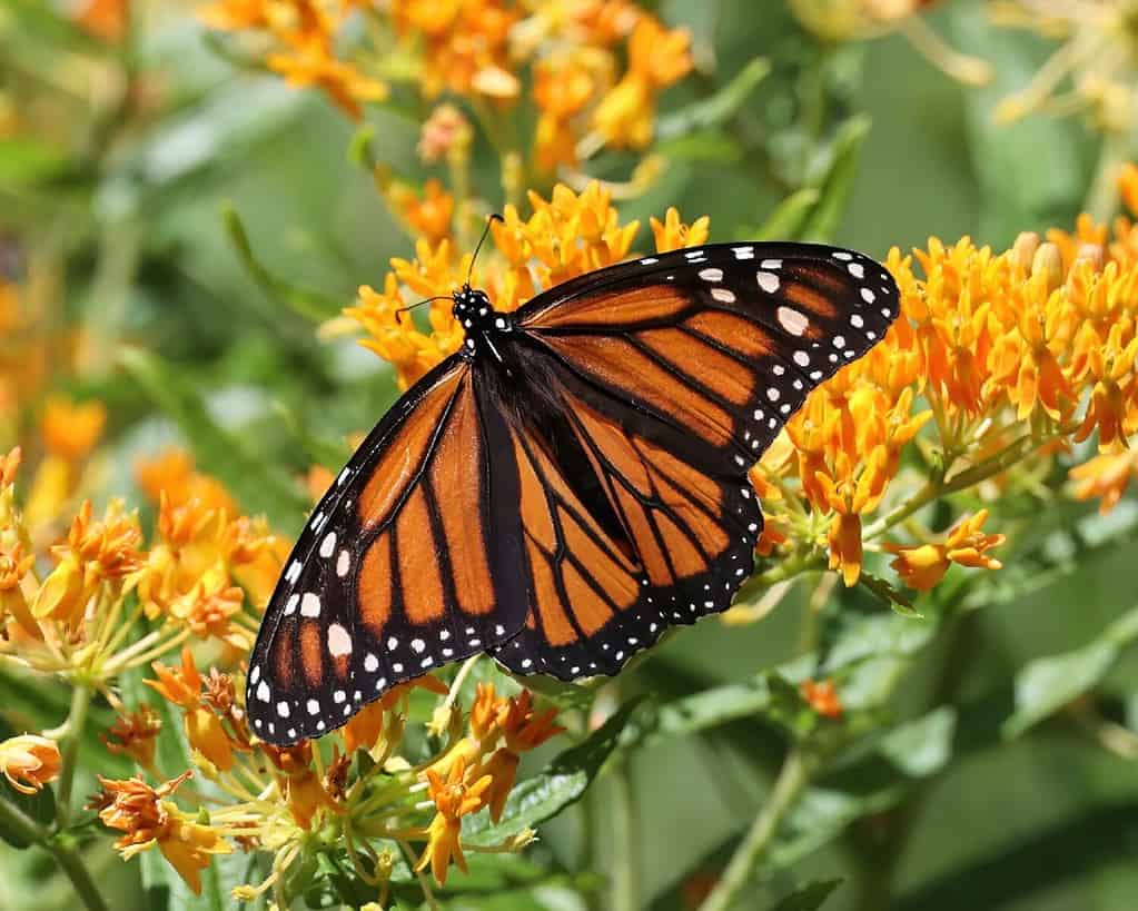 Monarca femminile su Butterfly Weed