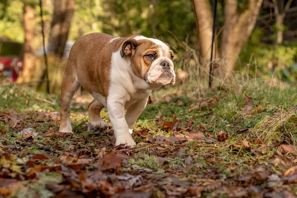 Issaquah, Stato di Washington, USA.  Bulldog inglese di sei mesi che cammina nel suo cortile boscoso.