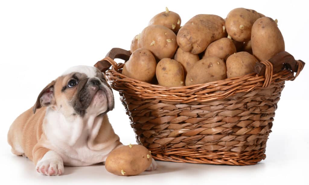 Cucciolo di bulldog inglese accanto a un cesto di patate
