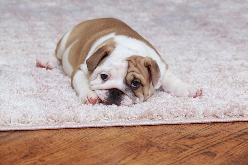Cucciolo di Bulldog inglese sdraiato sul tappeto