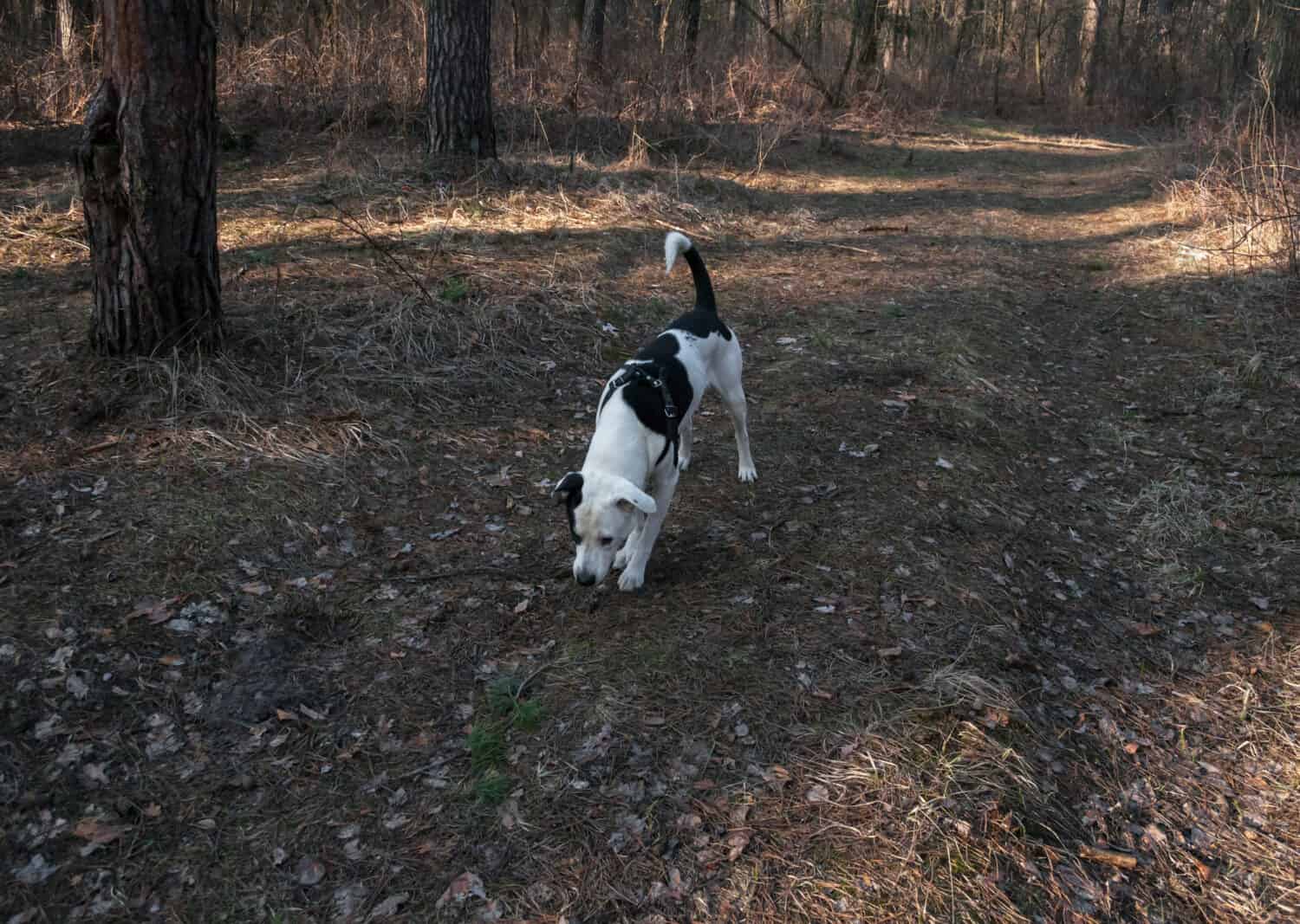 Un cane che fiuta un sentiero nel bosco sul sentiero, all'ombra degli alberi