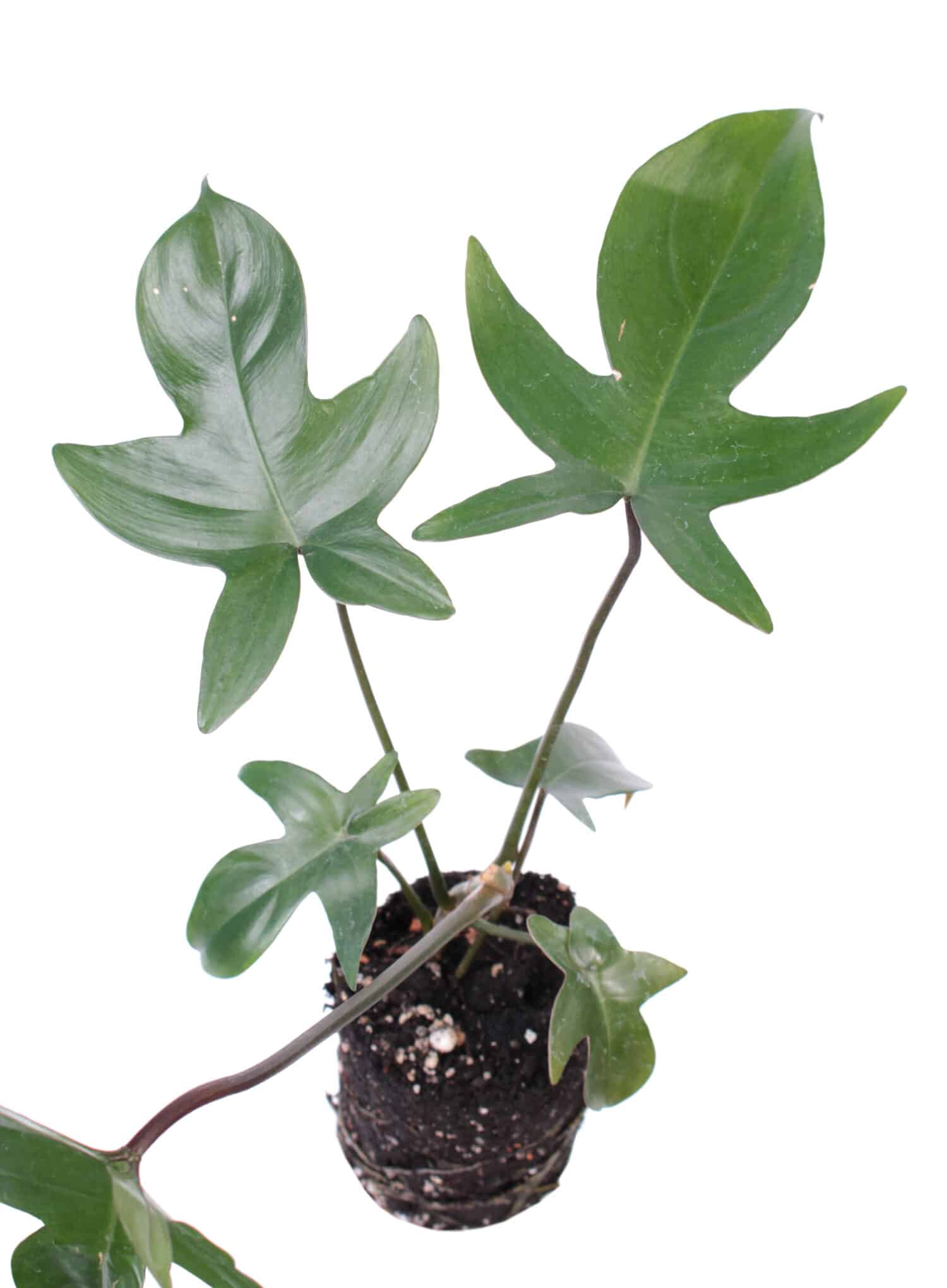 Philodendron pedatum (syn. P. quercifolium) o filodendro foglia di quercia isolato su sfondo bianco