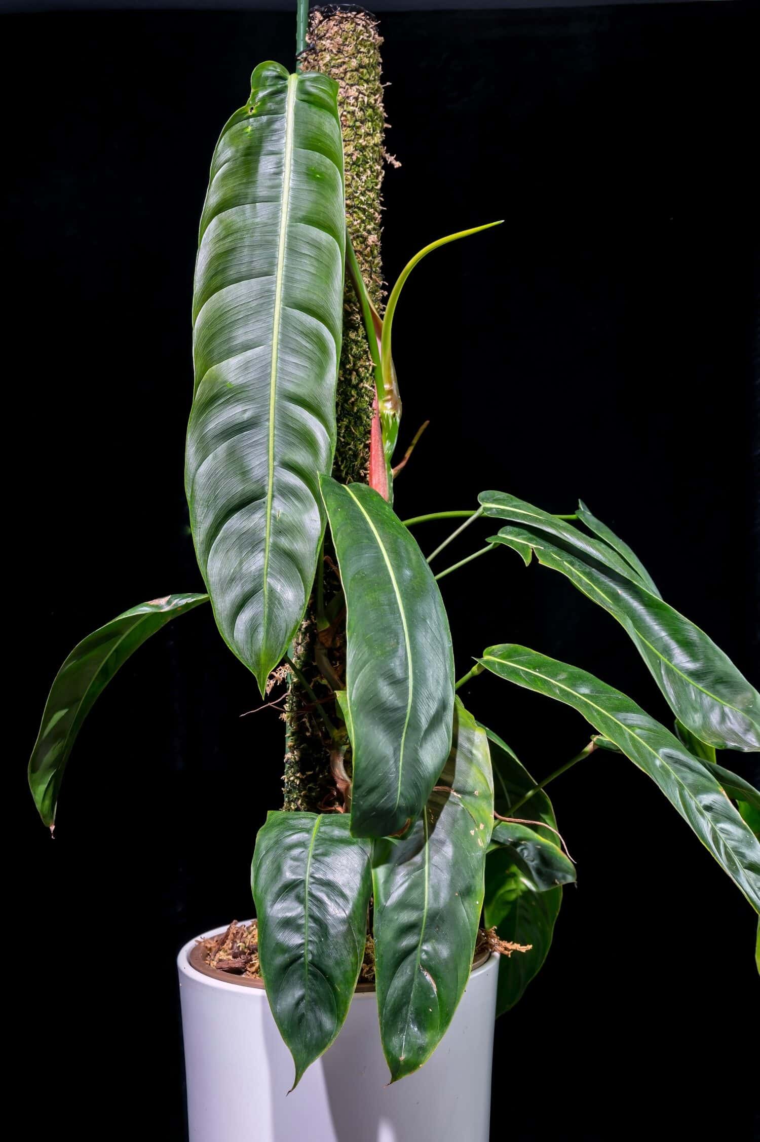 Lungo fogliame a coste verde lucido di Philodendron patriciae, una rara pianta d'appartamento rampicante tropicale della famiglia degli aroidi.  Le foglie possono infine raggiungere un metro o più di lunghezza