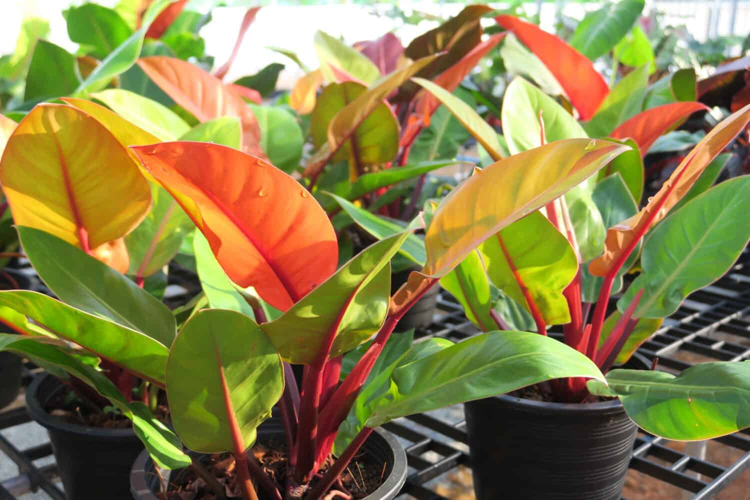 Primo piano pianta di fogliame tropicale, Philodendron Prince of Orange con foglie colorate, crescita nel vaso in primavera nel giardino mattutino. 