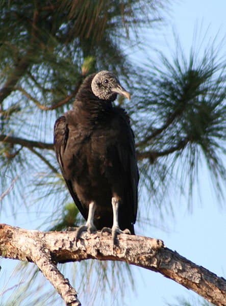 Avvoltoio nero seduto nell'albero