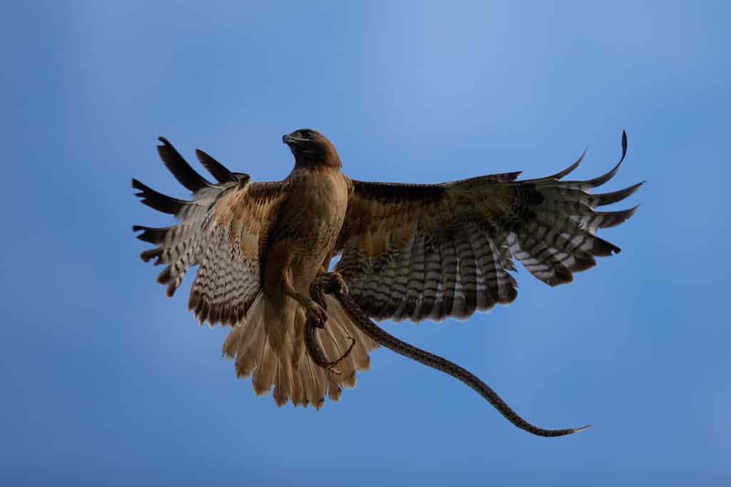 Vista molto ravvicinata di un falco dalla coda rossa con un serpente giarrettiera tra gli artigli, visto in natura nel nord della California