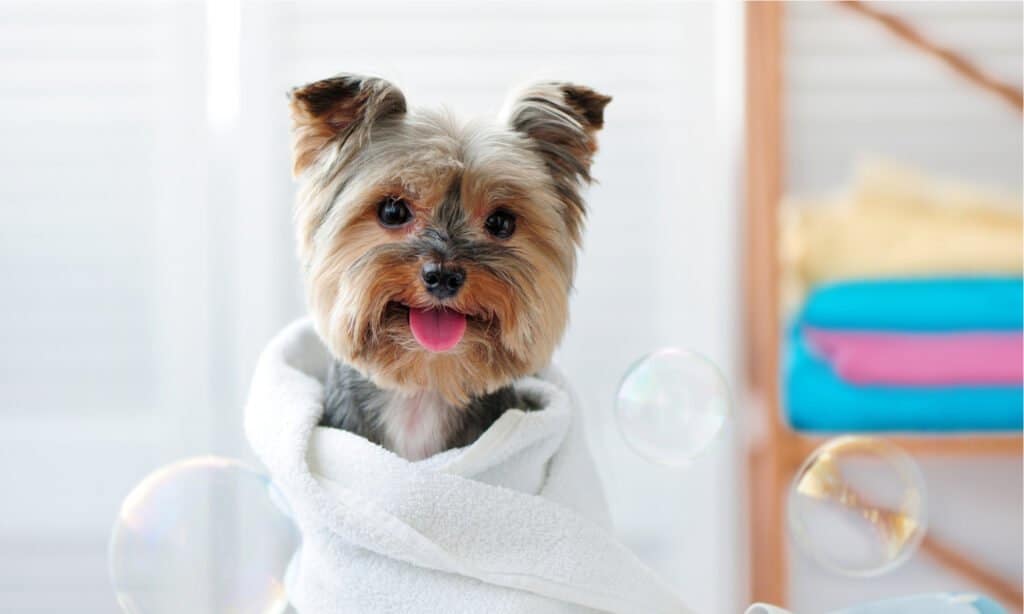 I migliori asciugamani per cani