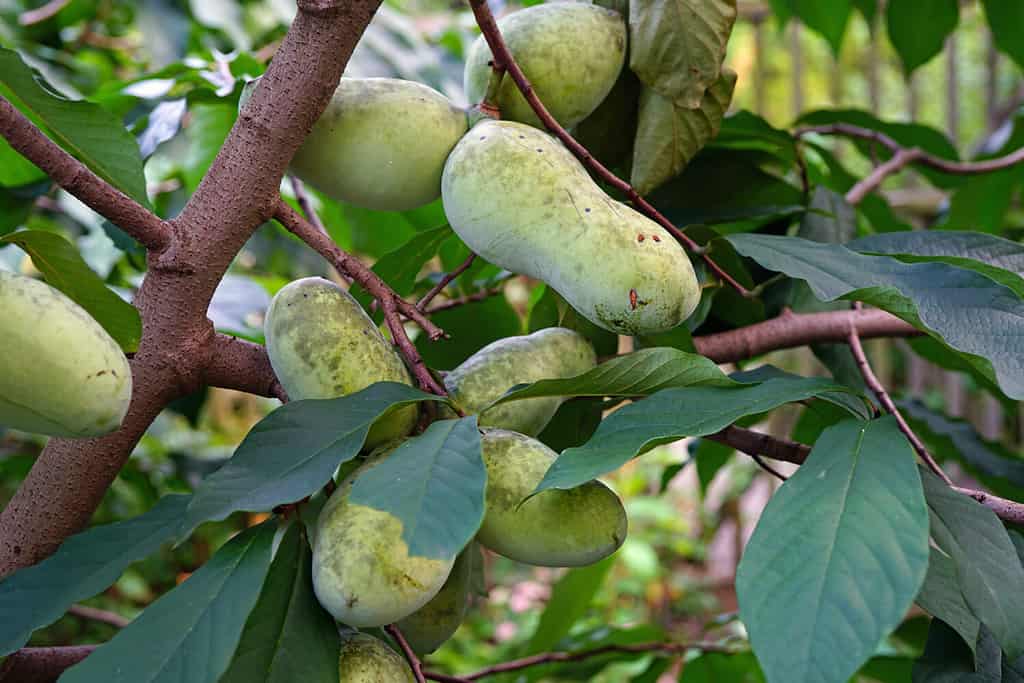 Frutto della papaia comune (asimina triloba) che cresce su un albero.  Gli alberi di zampa crescono all'ombra. 