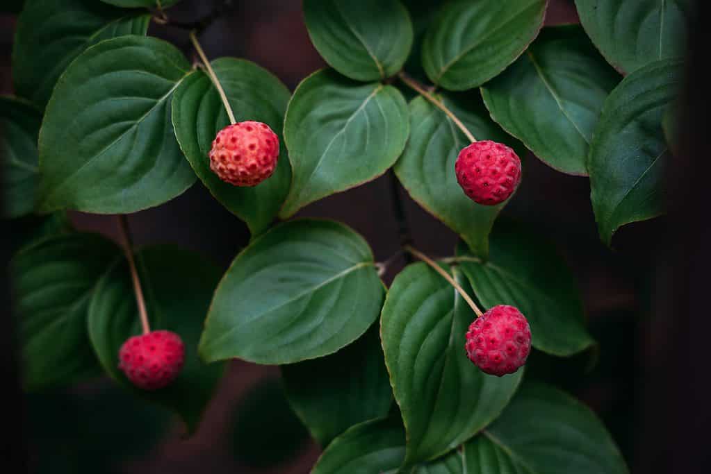 kousa frutto di corniolo contro le foglie