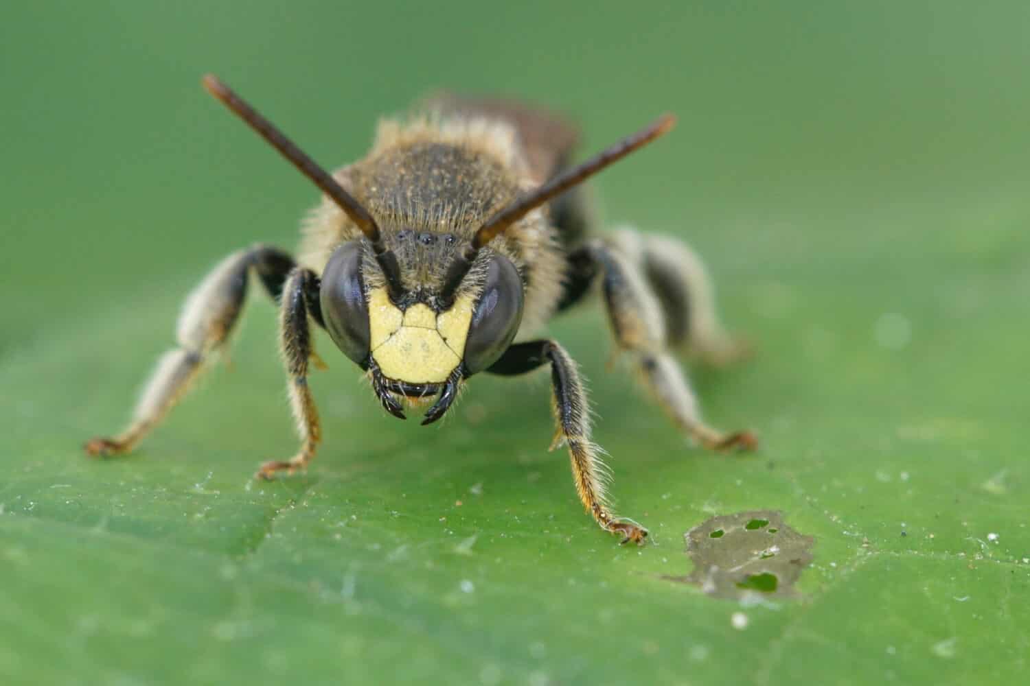 Vista frontale di un maschio dell'ape salcerella gialla, Macropis europaea con la sua faccia gialla su una foglia verde