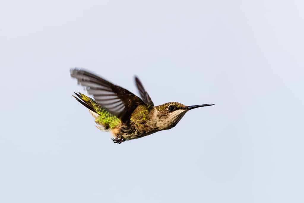 Immagine di colibrì dal becco a denti